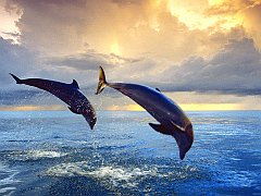 Bottlenose Dolphins